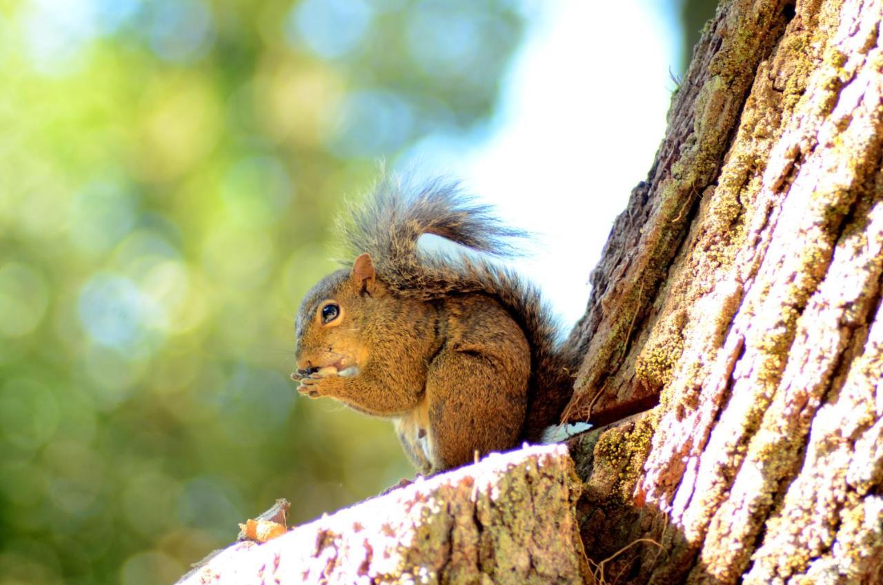 ホテル Pousada Paraiso Das Araucarias モンテ・ヴェルデ エクステリア 写真