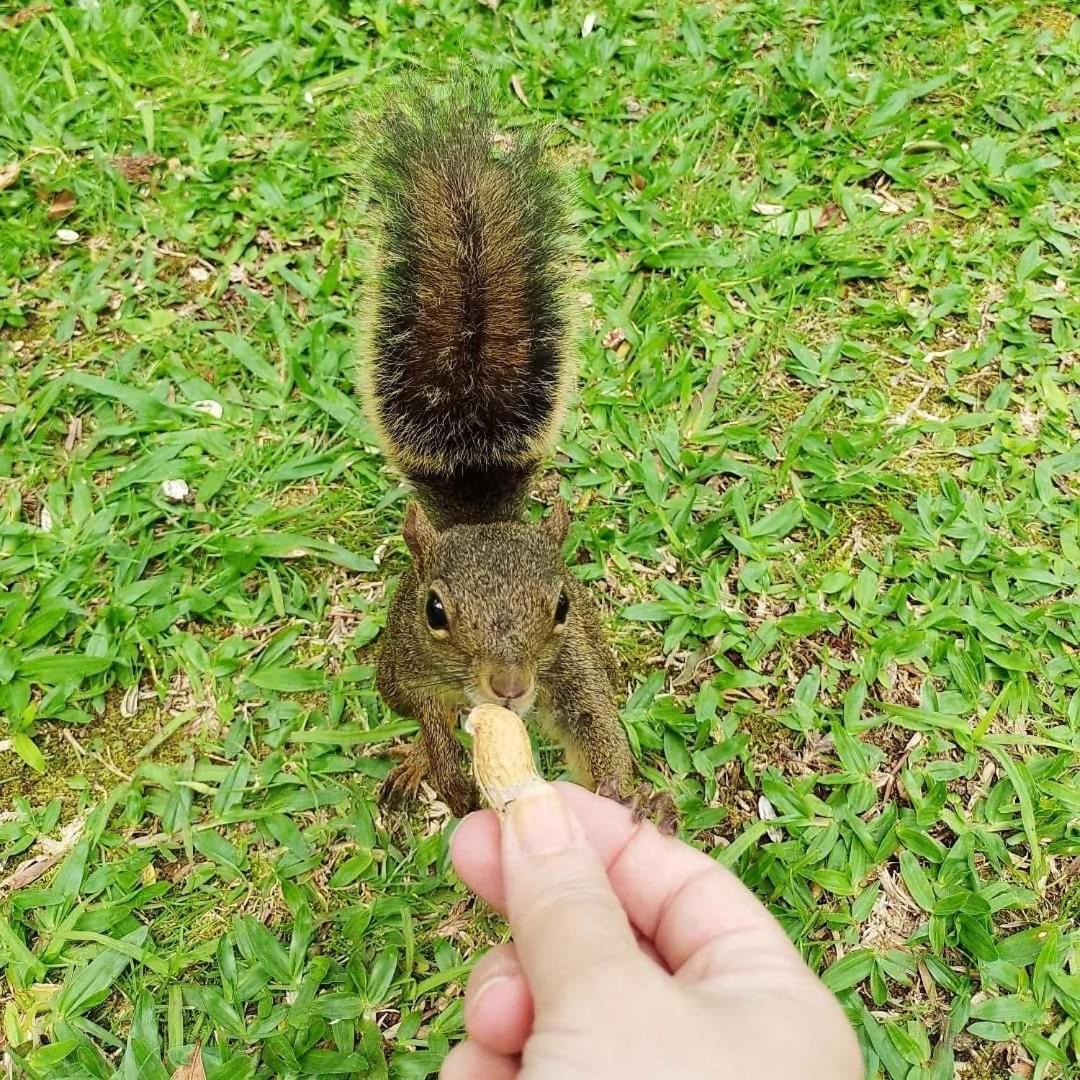 ホテル Pousada Paraiso Das Araucarias モンテ・ヴェルデ エクステリア 写真